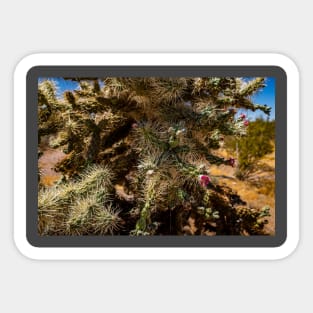 Cholla Cactus along the Apache Trail Sticker